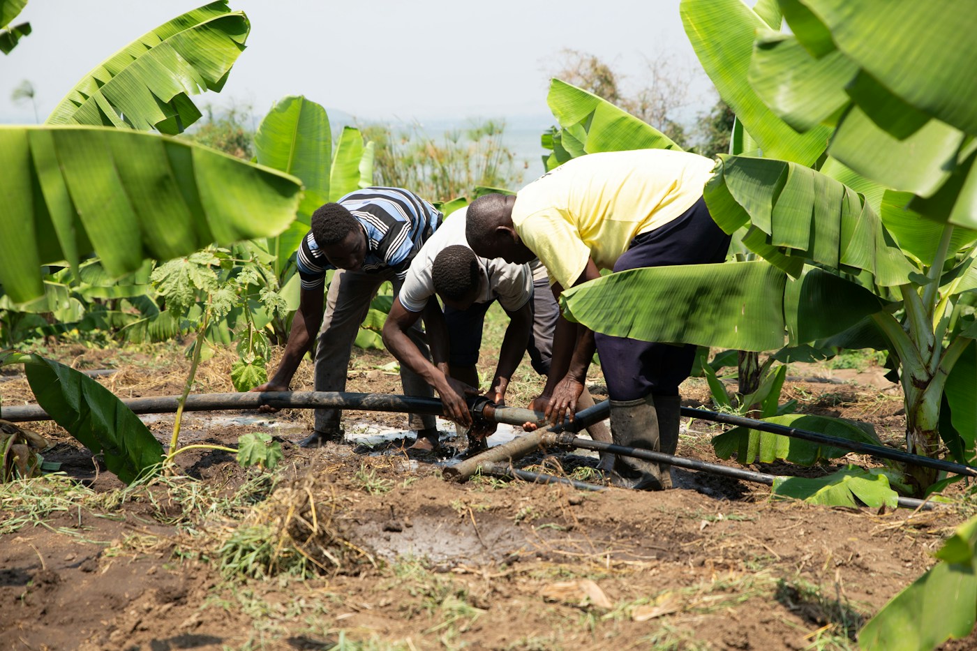Workers fixing irrigation piping in a banana plantation
